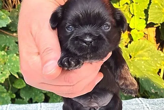Szczenięta Shih tzu ZKWP, Śląskie, Masłońskie