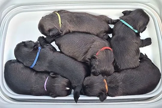 Szczenięta Shih tzu ZKWP, Śląskie, Masłońskie