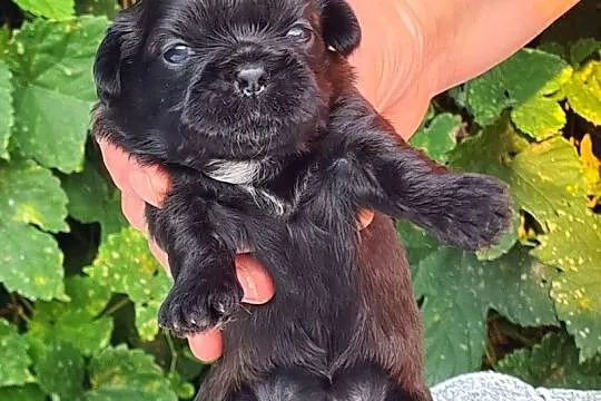 Szczenięta Shih tzu ZKWP, Śląskie, Masłońskie