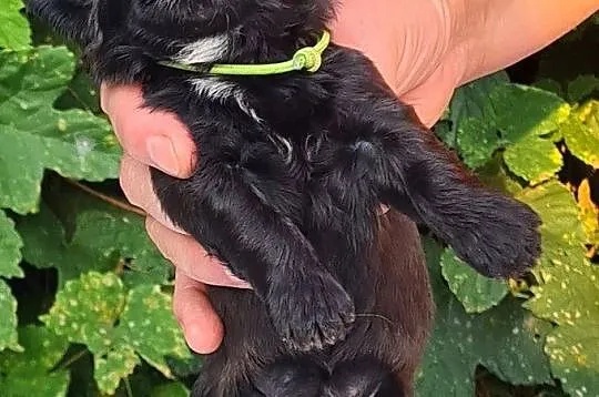 Szczenięta Shih tzu ZKWP, Śląskie, Masłońskie