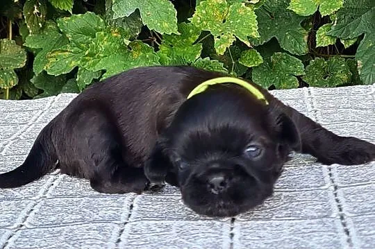 Szczenięta Shih tzu ZKWP, Śląskie, Masłońskie
