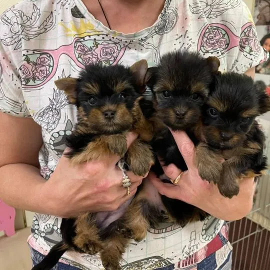 --Mini Yorkshire Terrier... szczenięta do adopcji. Aktualizacje prosimy kierować na adres e-mail: {{, , Kraków
