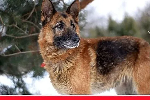 MUZA,owczarek niem.mądra,łagodna,spokojna suka.ADOPCJA,  małopolskie Kraków