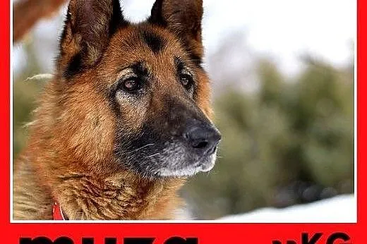 MUZA,owczarek niem.mądra,łagodna,spokojna suka.ADO