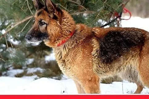 MUZA,owczarek niem.mądra,łagodna,spokojna suka.ADO