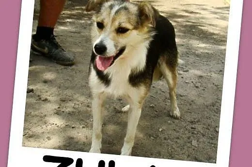 Mała 10 kg suczka ZULA,przytulaśna,łagodna,przyjaz