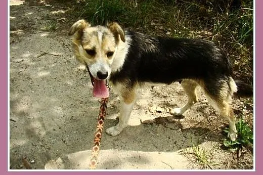 Mała 10 kg suczka ZULA,przytulaśna,łagodna,przyjaz