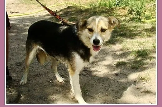 Mała 10 kg suczka ZULA,przytulaśna,łagodna,przyjaz