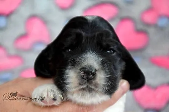 Cocker Spaniel Angielski - szczenięta ZKwP