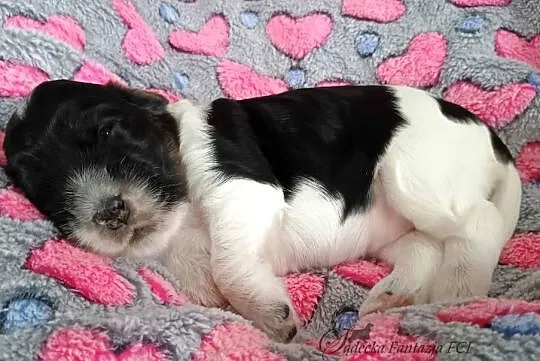 Cocker Spaniel Angielski - szczenięta ZKwP, Małopolskie, Nowy Sącz