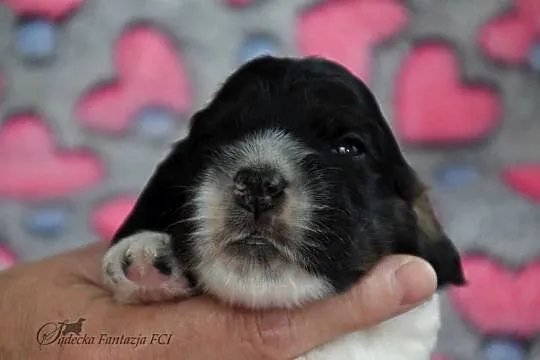 Cocker Spaniel Angielski - szczenięta ZKwP, Małopolskie, Nowy Sącz