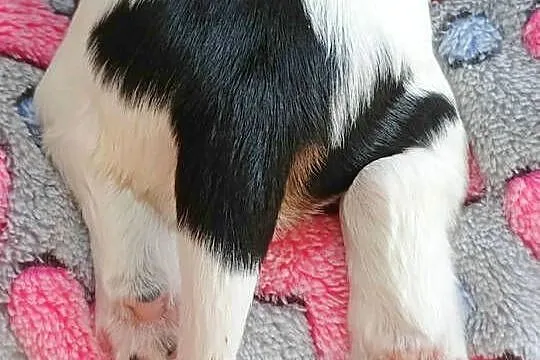 Cocker Spaniel Angielski - szczenięta ZKwP, Małopolskie, Nowy Sącz