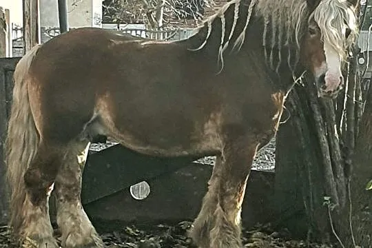 Udostępnię klacz do jazd w terenie, , 