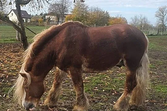 Udostępnię klacz do jazd w terenie, , 