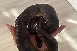 Python Regius | Samica | Black Head Black Pastel GHI poss Mahogany