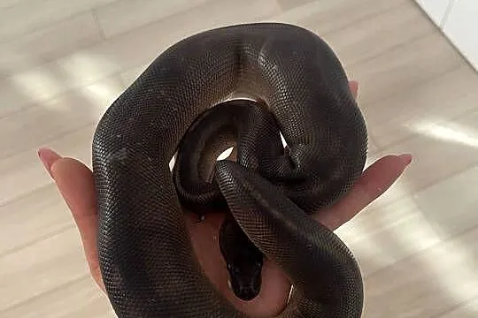 Python Regius | Samica | Black Head Black Pastel GHI poss Mahogany