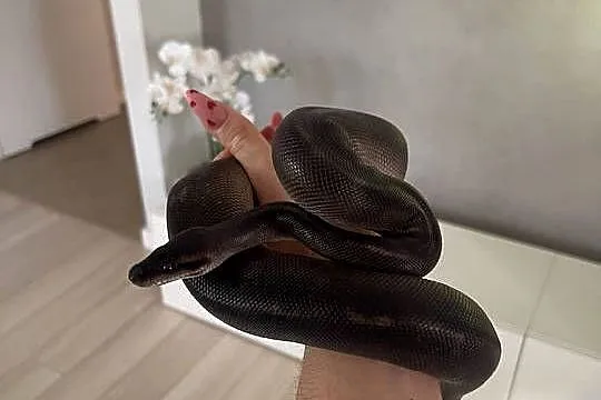 Python Regius | Samica | Black Head Black Pastel GHI poss Mahogany, Mazowieckie, Warszawa