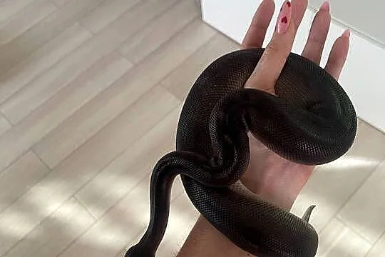 Python Regius | Samica | Black Head Black Pastel GHI poss Mahogany, Mazowieckie, Warszawa