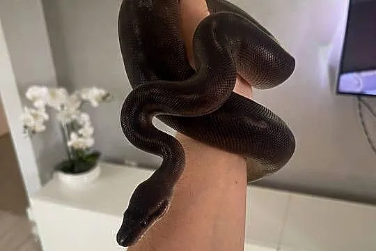 Python Regius | Samica | Black Head Black Pastel GHI poss Mahogany, Mazowieckie, Warszawa