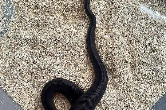 Python Regius | Samica | Black Head Black Pastel GHI poss Mahogany, Mazowieckie, Warszawa