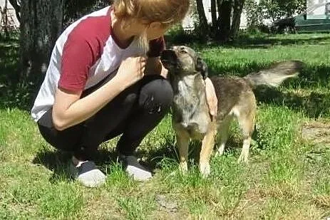 Luna młoda przyjazna sunia szuka domku na zawsze, Mazowieckie, Warszawa