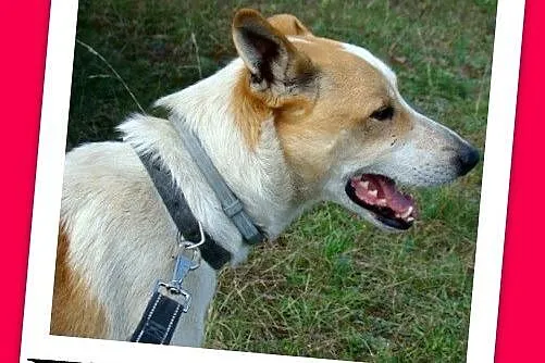 FLOREK – dwuletni,kontaktowy,bardzo przyjazny pies, waga 20 kg_Adopcja_