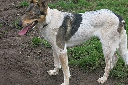 Łatka spokojna i  przyjazna sunia,  kujawsko-pomor