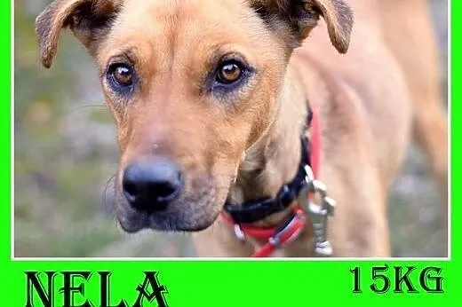 15kg,średnia,wesoła,łagodna,towarzyska suczka NELA.Adopcja,  małopolskie Kraków