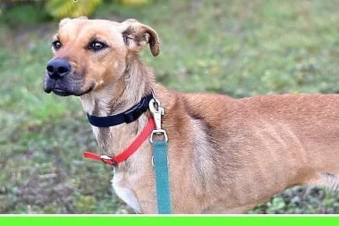 15kg,średnia,wesoła,łagodna,towarzyska suczka NELA
