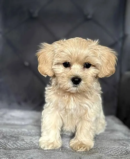 Szczeniaki rasy Maltipoo 8 tyg, Świętokrzyskie, Kielce