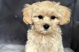 Szczeniaki rasy Maltipoo 8 tyg