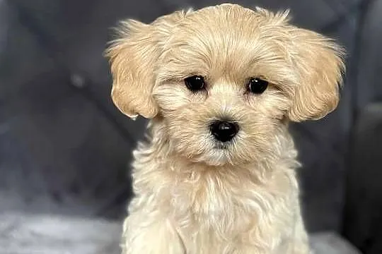 Szczeniaki rasy Maltipoo 8 tyg, Świętokrzyskie, Kielce