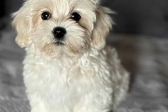 Szczeniaki rasy Maltipoo 8 tyg, Świętokrzyskie, Kielce