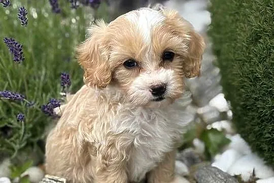 Szczeniaki rasy Maltipoo 8 tyg, Świętokrzyskie, Kielce