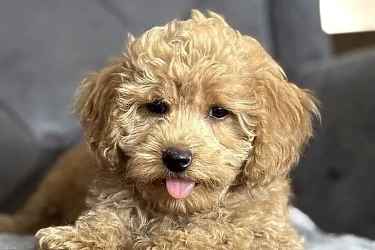 Szczeniaki rasy Maltipoo 8 tyg, Świętokrzyskie, Kielce