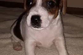 Jack Russell Terrier,  śląskie Częstochowa, Częstochowa