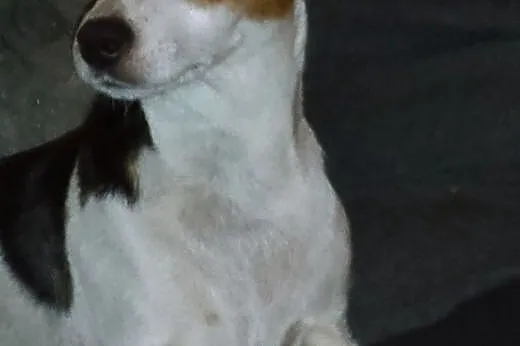 Jack Russell Terrier,  śląskie Częstochowa