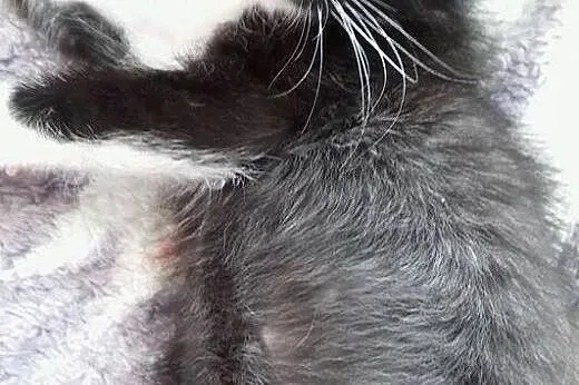 Pan Kotek - cudowny, słodki kociak do adopcji ,  m