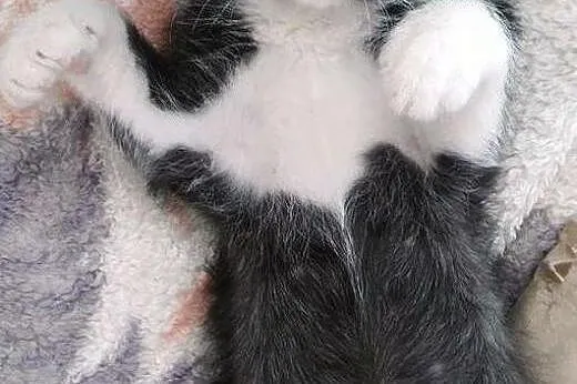 Pan Kotek - cudowny, słodki kociak do adopcji ,  m