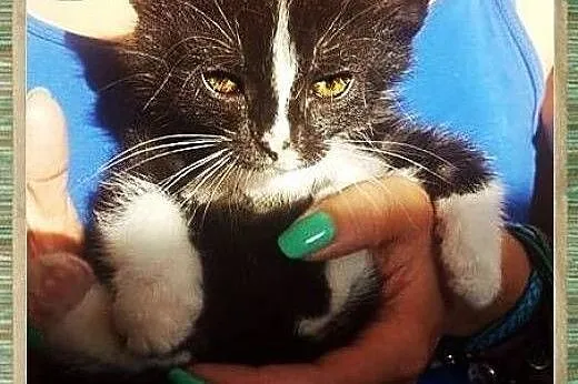 Pan Kotek - cudowny, słodki kociak do adopcji ,  m