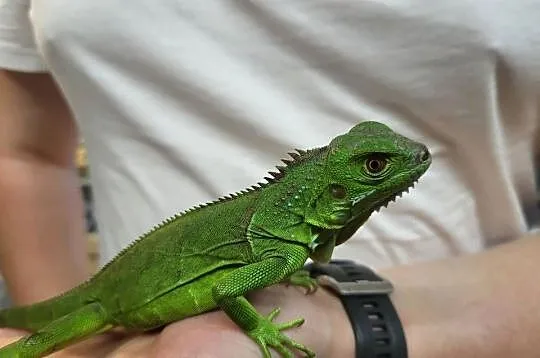 Legwan Igłana Zielona  - Sklep Zoologiczny, Śląskie, Katowice