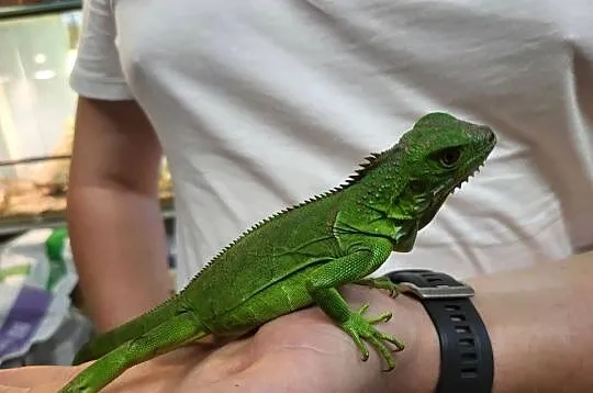 Legwan Igłana Zielona  - Sklep Zoologiczny, Śląskie, Katowice