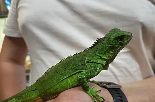 Legwan Igłana Zielona  - Sklep Zoologiczny, Śląskie, Katowice