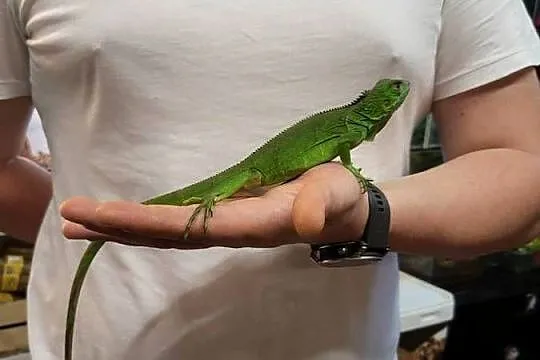 Legwan Igłana Zielona  - Sklep Zoologiczny, Śląskie, Katowice