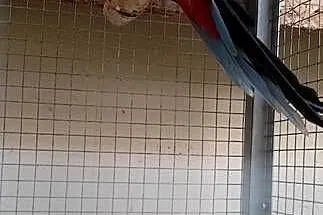 Rozella białolica samiec, Małopolskie, Dąbrowa Tarnowska