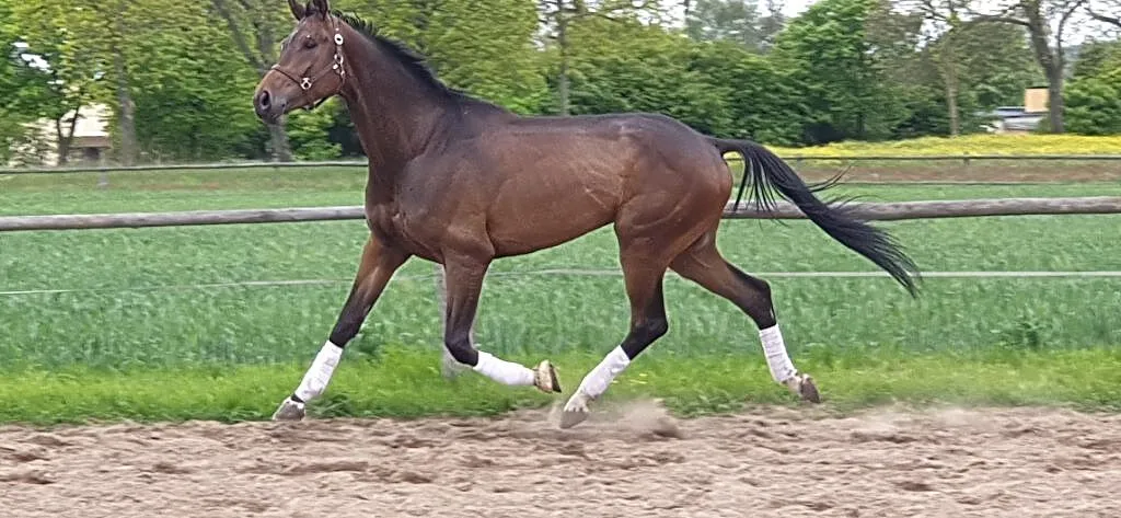 OLDENBURG DRESSAGE TOP GEAR/FOUNDATION/TOTILAS/LAURENTIO, , Pasłęk