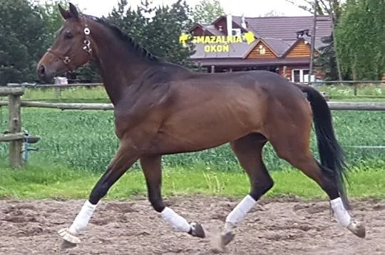 OLDENBURG DRESSAGE TOP GEAR/FOUNDATION/TOTILAS/LAURENTIO, , Pasłęk