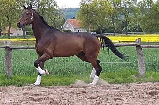 OLDENBURG DRESSAGE TOP GEAR/FOUNDATION/TOTILAS/LAURENTIO, , Pasłęk