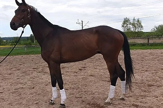OLDENBURG DRESSAGE TOP GEAR/FOUNDATION/TOTILAS/LAURENTIO, , Pasłęk