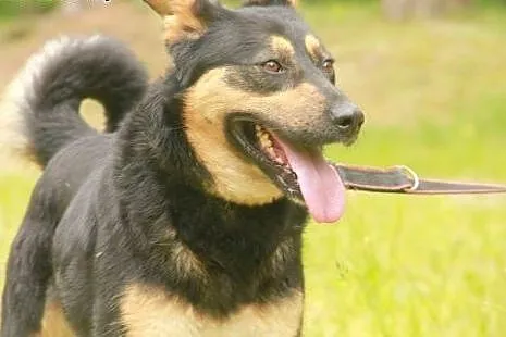 Nala - cudowna i kochana SUNIA czeka na dom,  wielkopolskie Poznań